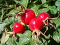 1280px-Rose hips.jpg