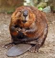 Beaver.jpg